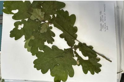 <i>Quercus robur</i>