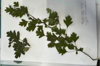 <i>Crataegus monogyna</i>