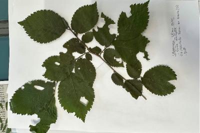 <i>Ulmus minor</i>