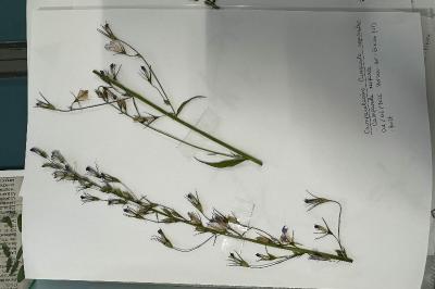 <i>Campanula rapunculus</i>