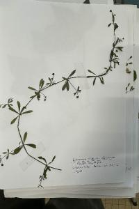 <i>Galium uliginosum</i>