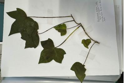 <i>Hedera helix</i>