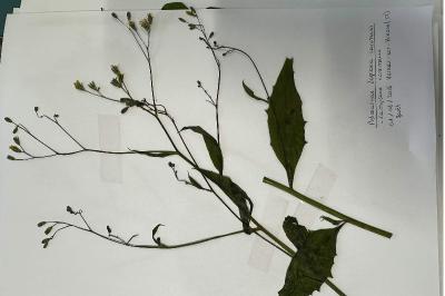 <i>Lapsana communis</i>