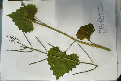 <i>Alliaria petiolata</i>