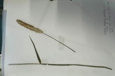 <i>Alopecurus pratensis</i>