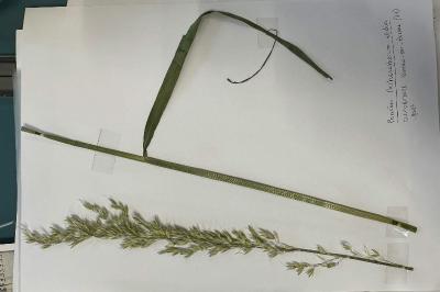 <i>Arrhenatherum elatius</i>