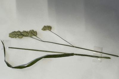 <i>Dactylis glomerata</i>