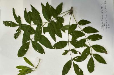 <i>Fraxinus angustifolia</i>