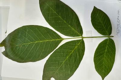 <i>Juglans regia</i>