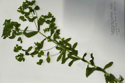 <i>Euphorbia stricta</i>