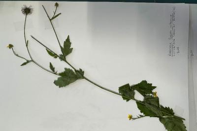 <i>Geum urbanum</i>