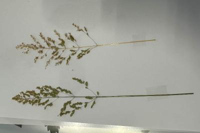 <i>Poa trivialis</i>