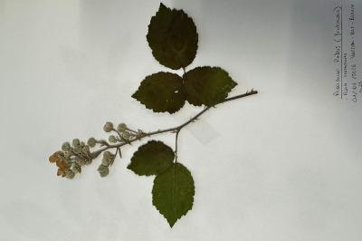 <i>Rubus fruticosus</i>