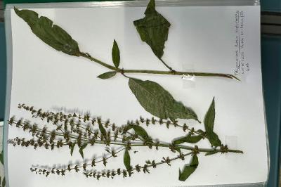 <i>Rumex conglomeratus</i>