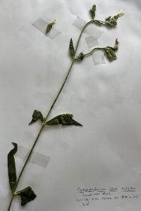 <i>Silene latifolia</i>