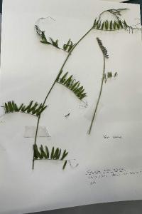 <i>Vicia cracca</i>