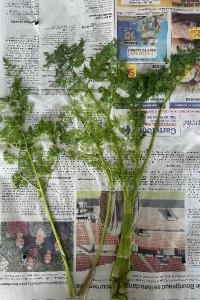 <i>Oenanthe aquatica</i>