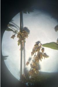<i>Rumex sanguineus</i>