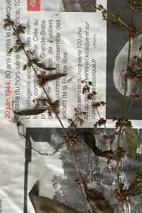 <i>Rumex sanguineus</i>