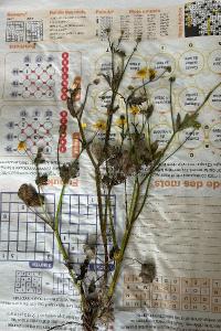 <i>Ranunculus sardous</i>