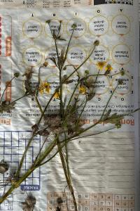 <i>Ranunculus sardous</i>