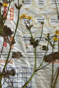 <i>Ranunculus sardous</i>
