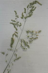 <i>Poa trivialis</i>