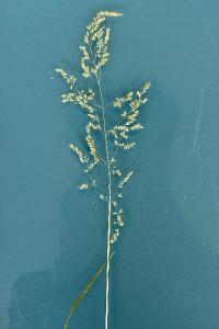 <i>Poa trivialis</i>
