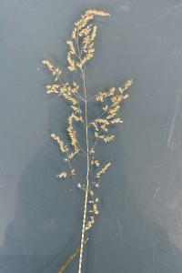 <i>Poa trivialis</i>