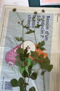 <i>Geum urbanum</i>