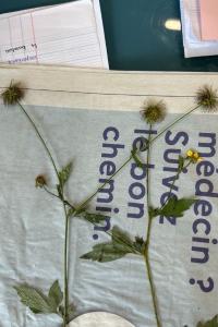 <i>Geum urbanum</i>