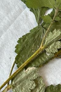 <i>Geum urbanum</i>