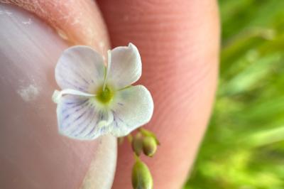 <i>Veronica scutellata</i>