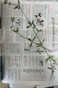 <i>Galium palustre</i>