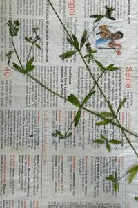 <i>Galium palustre</i>