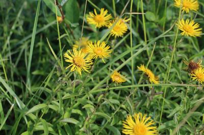 <i>Inula salicina</i>