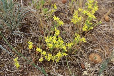 <i>Sedum acre</i>