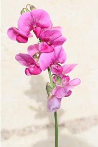 <i>Lathyrus latifolius</i>