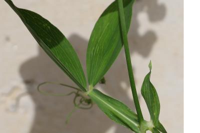 <i>Lathyrus latifolius</i>