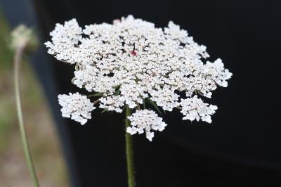 <i>Daucus carota</i>