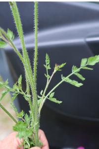 <i>Daucus carota</i>