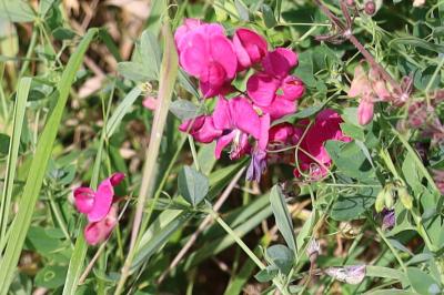 <i>Lathyrus tuberosus</i>