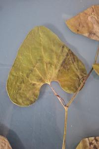 <i>Aristolochia clematitis</i>