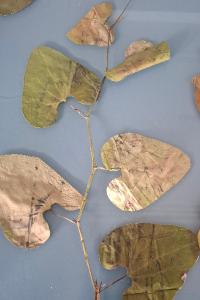<i>Aristolochia clematitis</i>