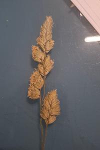 <i>Dactylis glomerata</i>