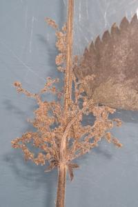 <i>Urtica dioica</i>