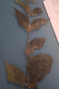 <i>Urtica dioica</i>