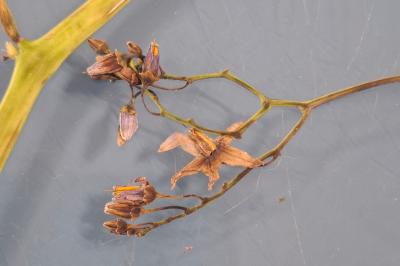 <i>Solanum dulcamara</i>