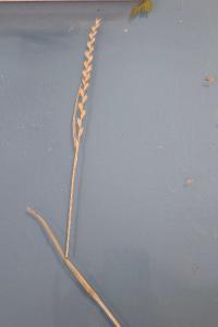 <i>Lolium perenne</i>