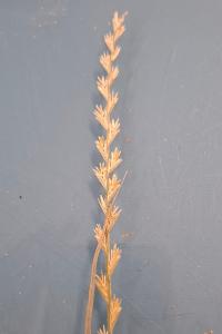 <i>Lolium perenne</i>